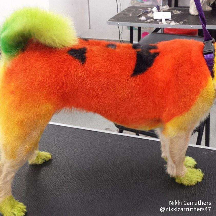 Dog Hair Dye-Ardent Orange (PD02)