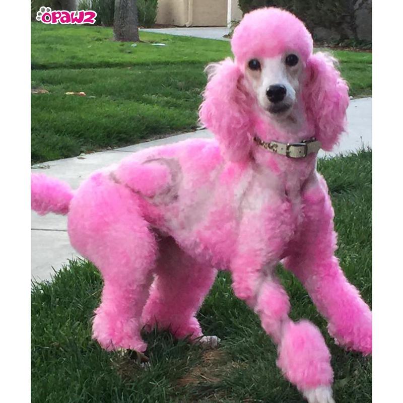 Dog Hair Dye-Charm Pink (PD17)