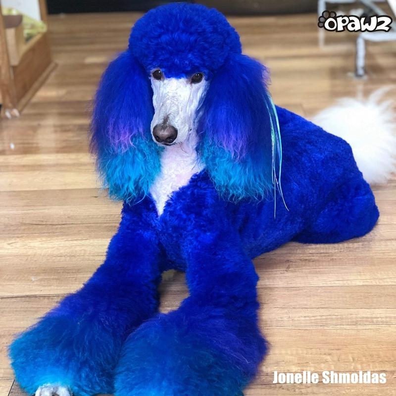 Dog Hair Dye-Cobalt Blue (PD11)