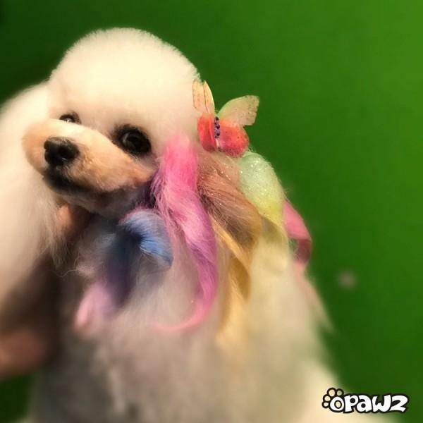 Pet Hair Chalk - Brown (TC10)