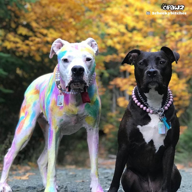 Dog safe dye shop
