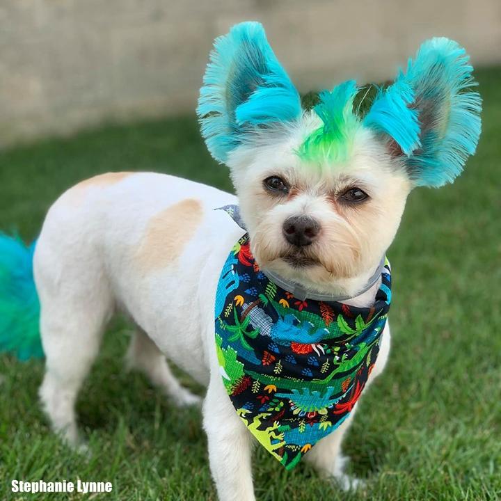 Dog Hair Dye Innocent Blue PD05