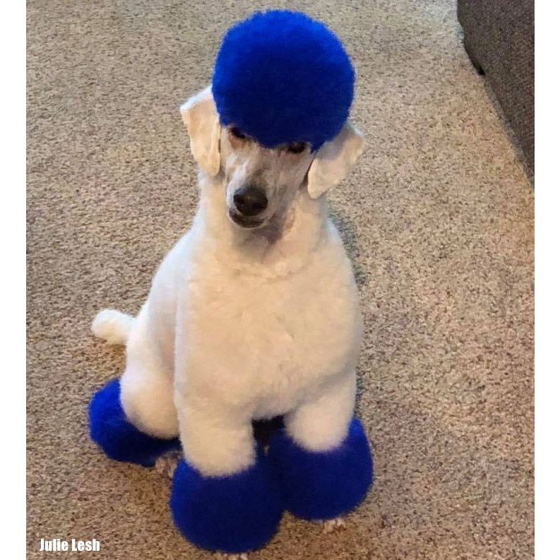 Dog Hair Dye-Cobalt Blue (PD11)
