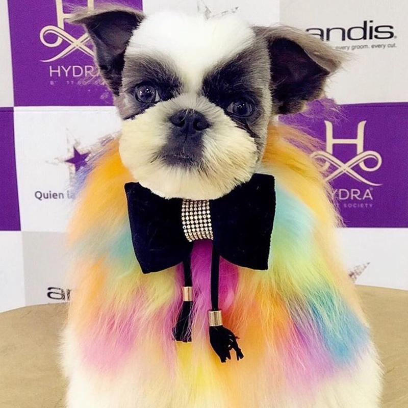 Pet Fashion OPAWZ Canada