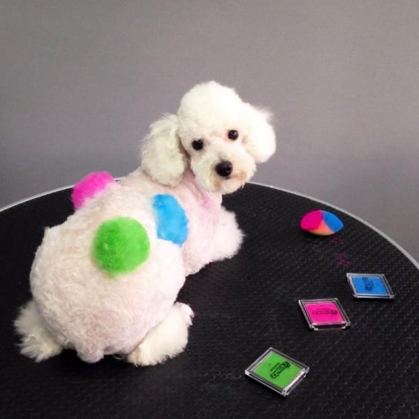 Pet Hair Chalk - Blue (TC02)
