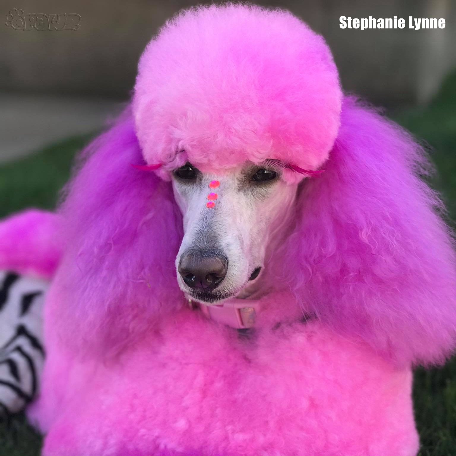 Pink dog dye discount