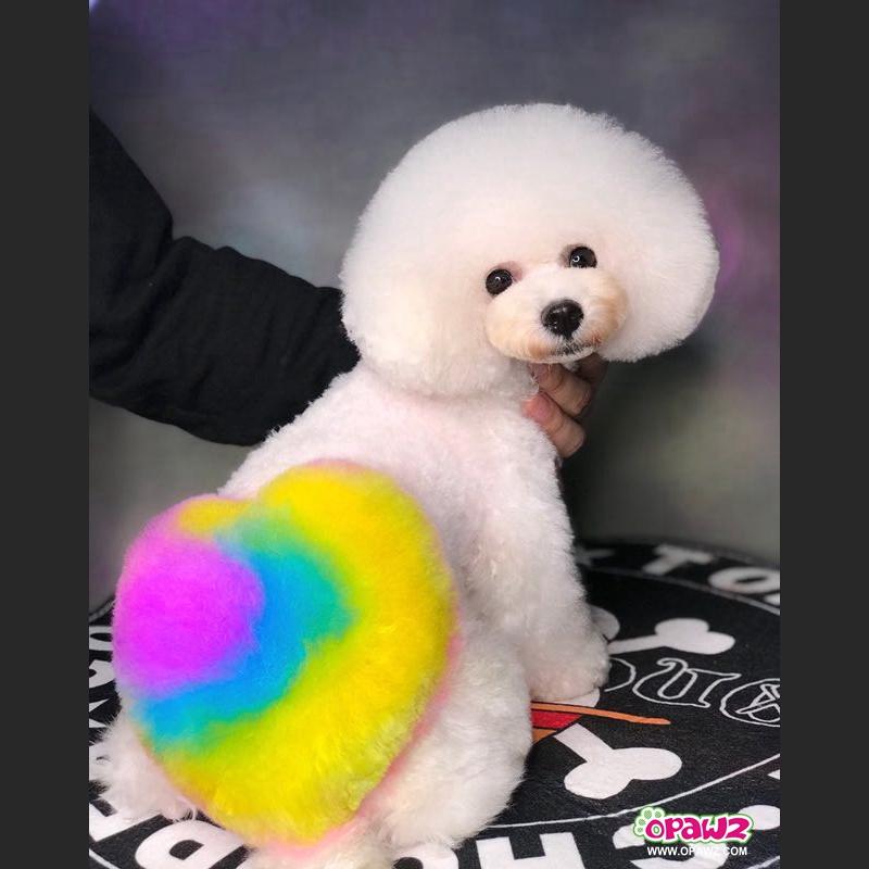 Opawz semi on sale permanent dye