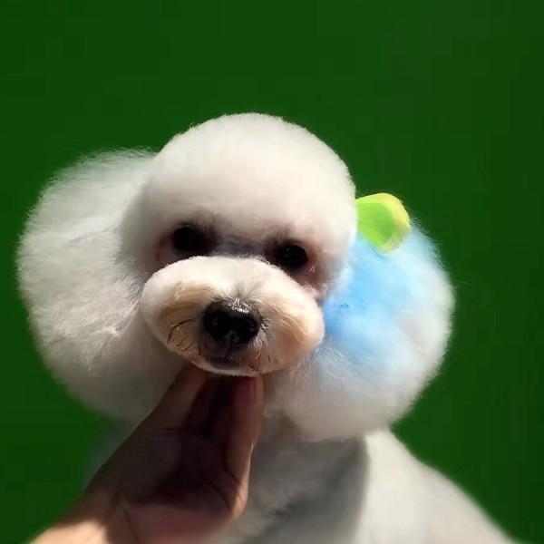 Pet Hair Chalk - Blue (TC02)